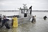 La pêche aux coques se fait à pied mais selon les endroits, un bateau est nécessaire pour atteindre les gisements. Le reste du chemin se fait à pied ou dans le bateau remorqué par un tracteur. Yannick voit le travail en famille comme une force. Chacun s’entraide pour atteindre son quota de 60 kilos par personne et par jour. Il est très fier que son fils ait décroché sa licence et puisse ainsi bientôt assurer la relève.